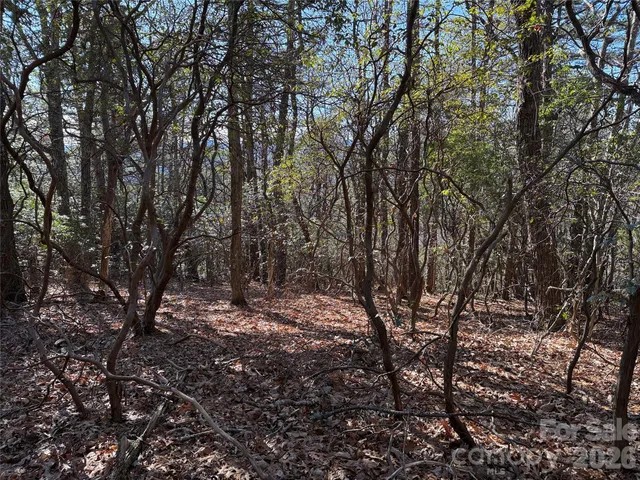 a view of a forest with trees in the background