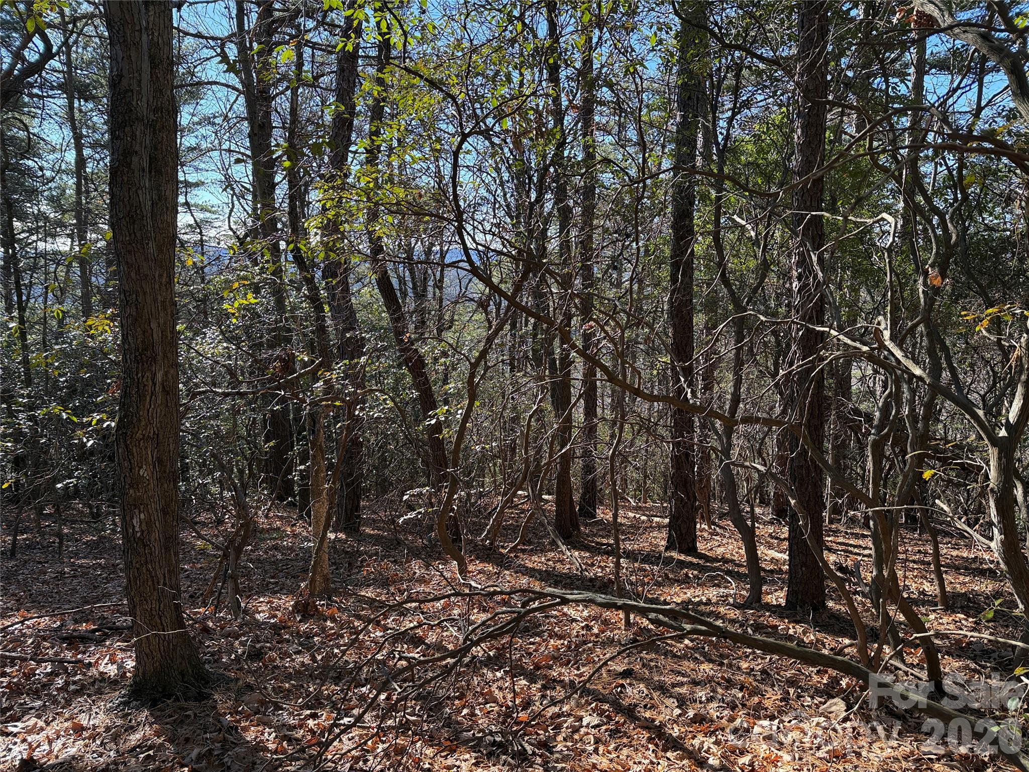 Tbd Bobcat Mountain Road, Unit 27 Purlear, NC 28665 - Photo 14 of 42 a view of a forest with trees in the background