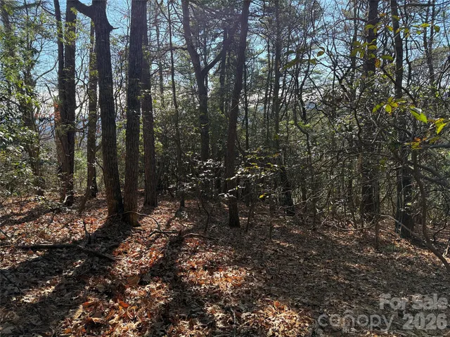 a view of a forest with trees