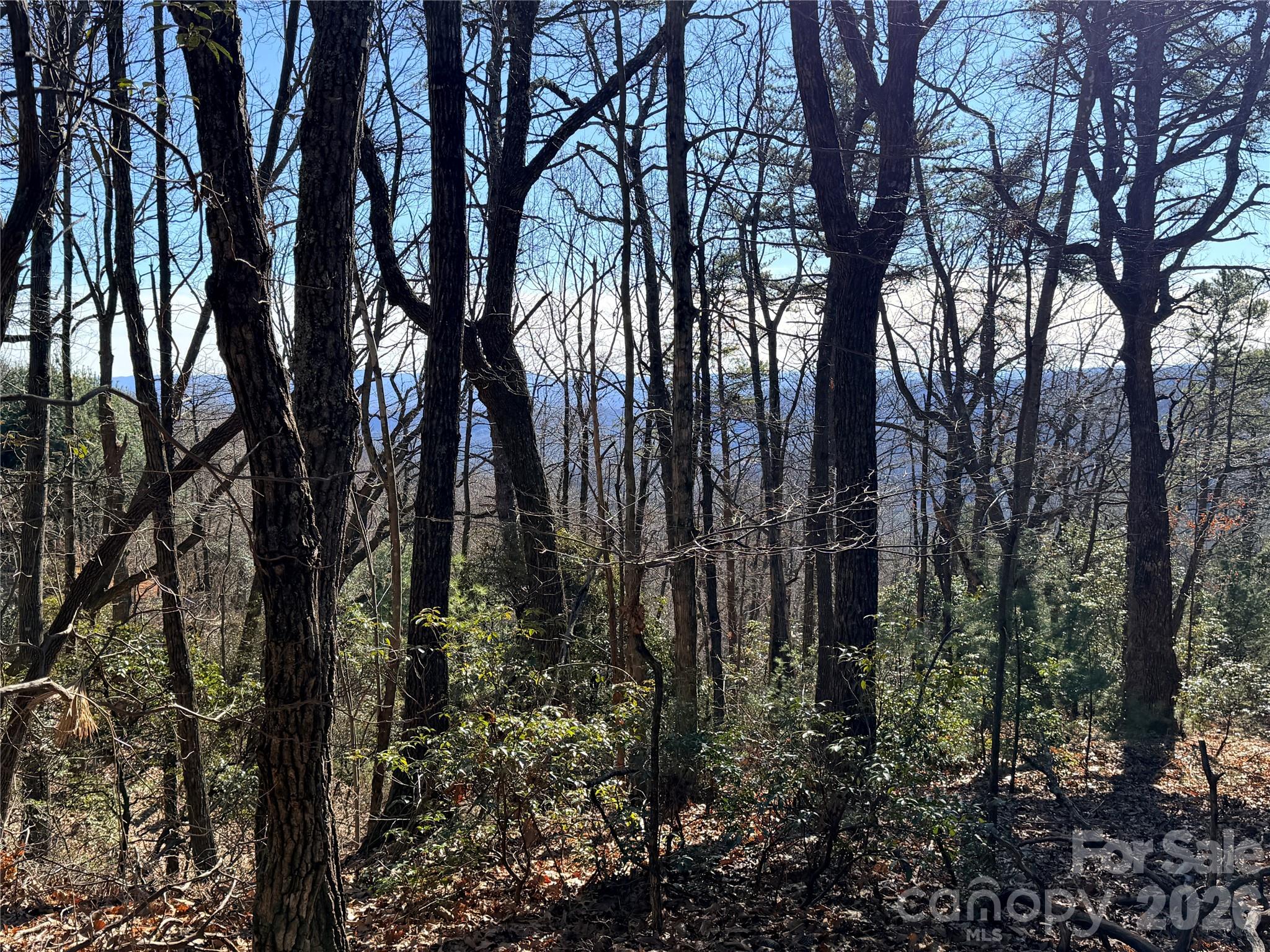 Tbd Bobcat Mountain Road, Unit 27 Purlear, NC 28665 - Photo 17 of 42 a view of a forest with trees