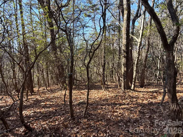 a view of a yard with large trees