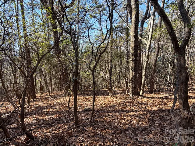 a view of a yard with large trees