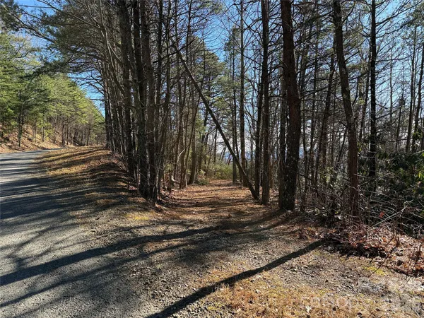 a view of a forest with trees