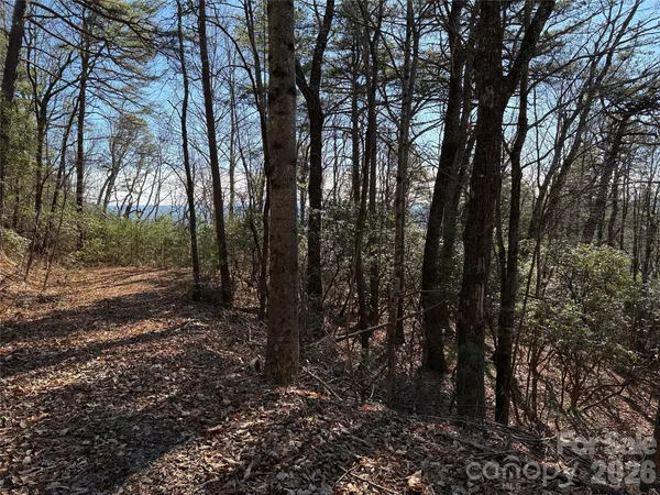 a view of a forest with trees
