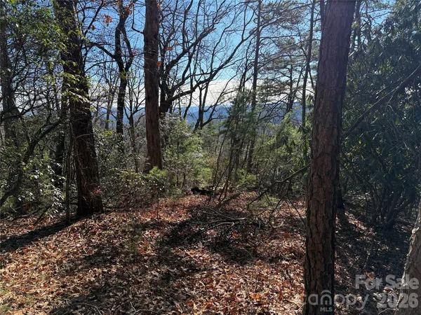 a view of a large tree