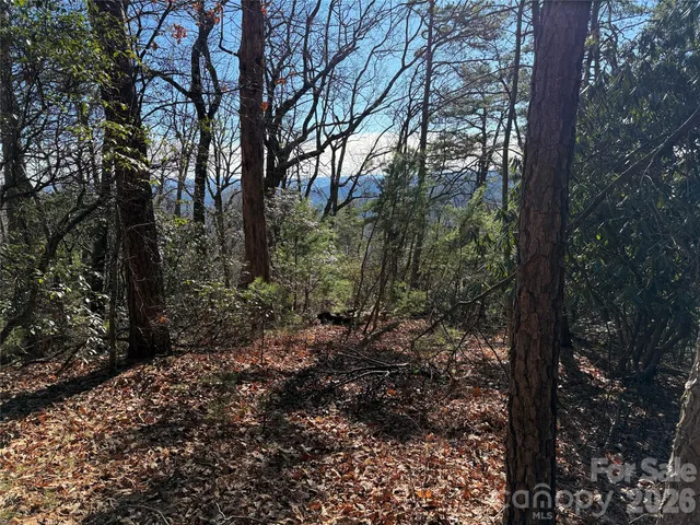 a view of a large tree