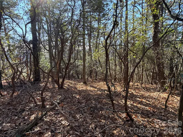 a view of trees with lots of trees