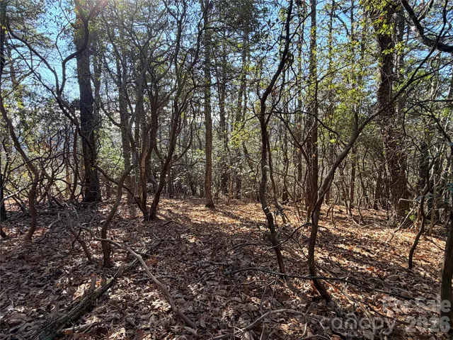 a view of trees with lots of trees