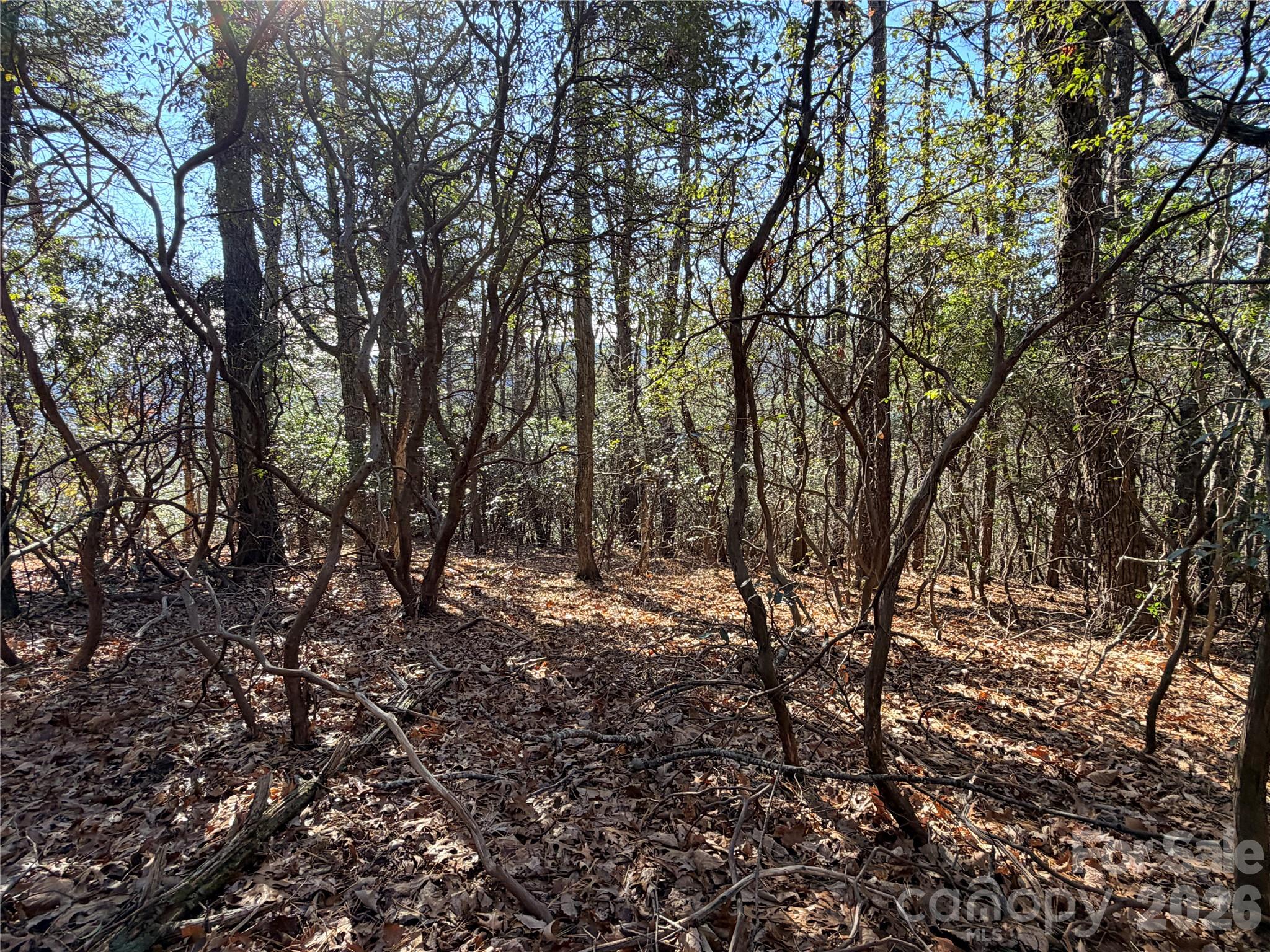 Tbd Bobcat Mountain Road, Unit 27 Purlear, NC 28665 - Photo 10 of 42 a view of a large tree
