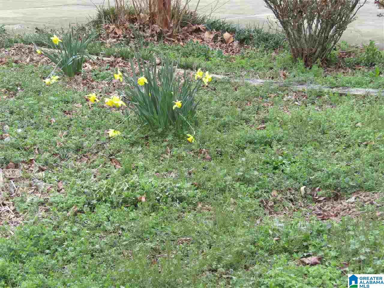 3118 Whitesville Road Albertville, AL 35950 - Photo 6 of 34