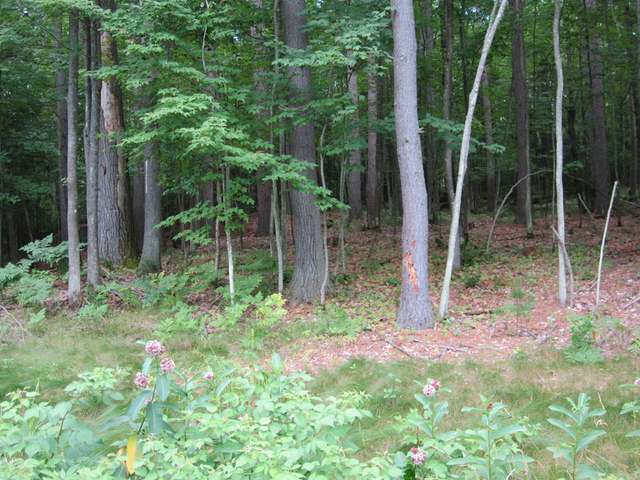 On Eagles Bluff Road, Unit LOT 1 Rhinelander, WI 54501 - Photo 9 of 9 Gallery Image 9