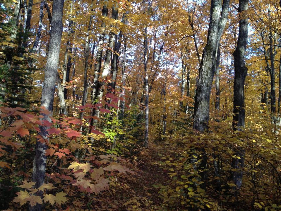 446 Stewart Lk Road Two Harbors, MN 55616 - Photo 4 of 4