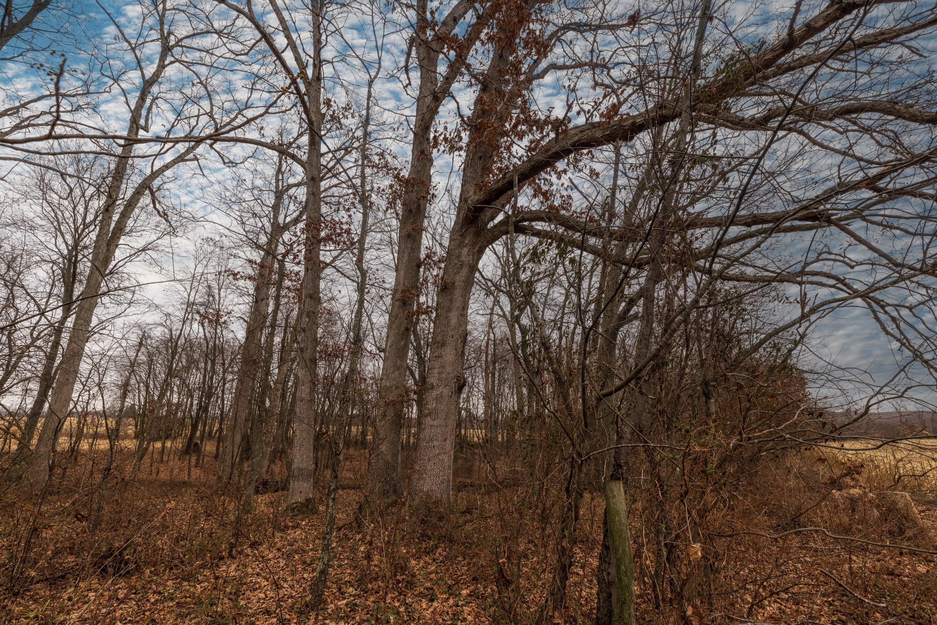 0 Carpenter Road Albany, OH 45710 - Photo 8 of 21 JZP_CarpenterRoad_003