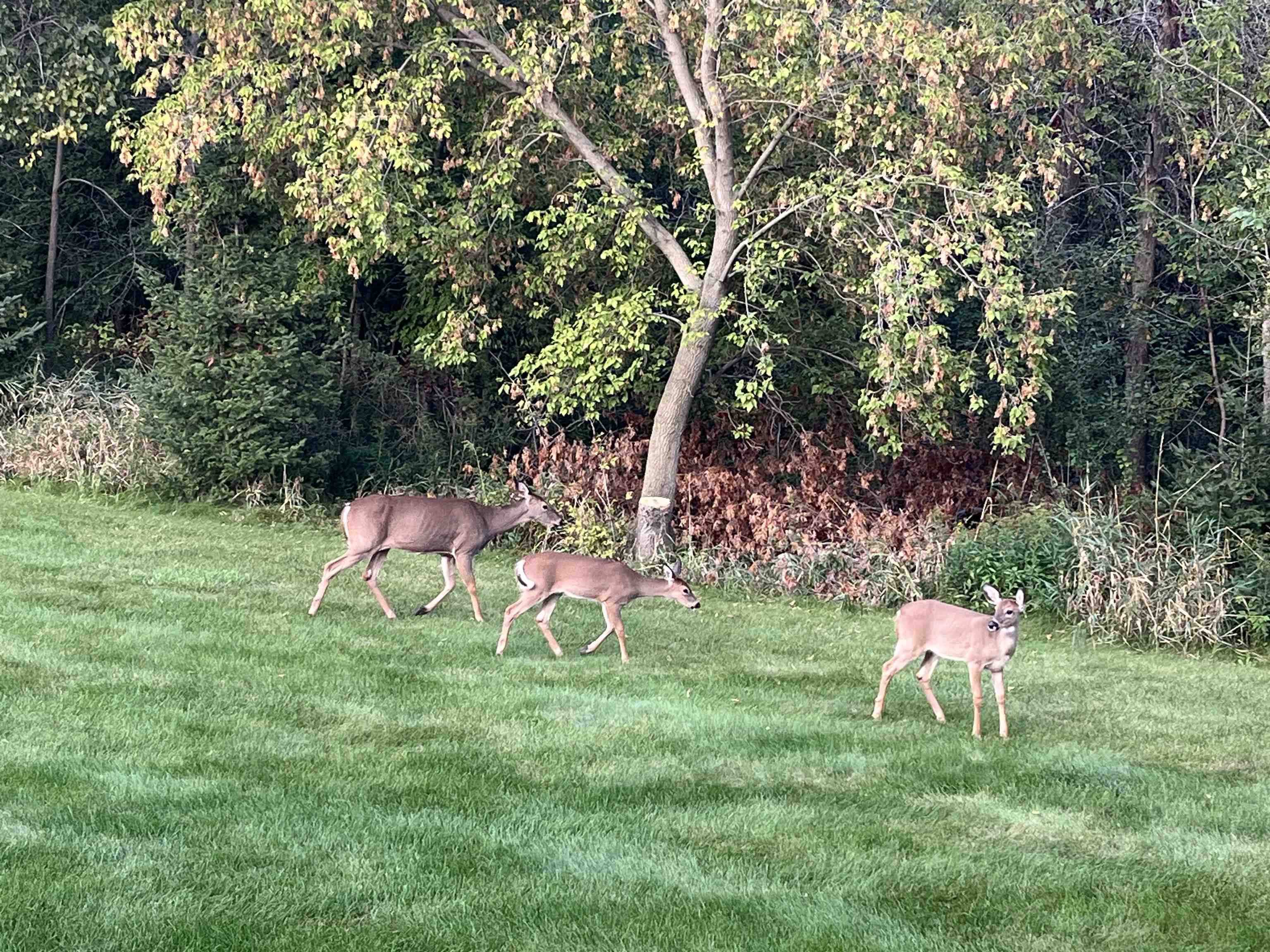 2543 Telluride Trail, Unit P Green Bay, WI 54313 - Photo 31 of 35
