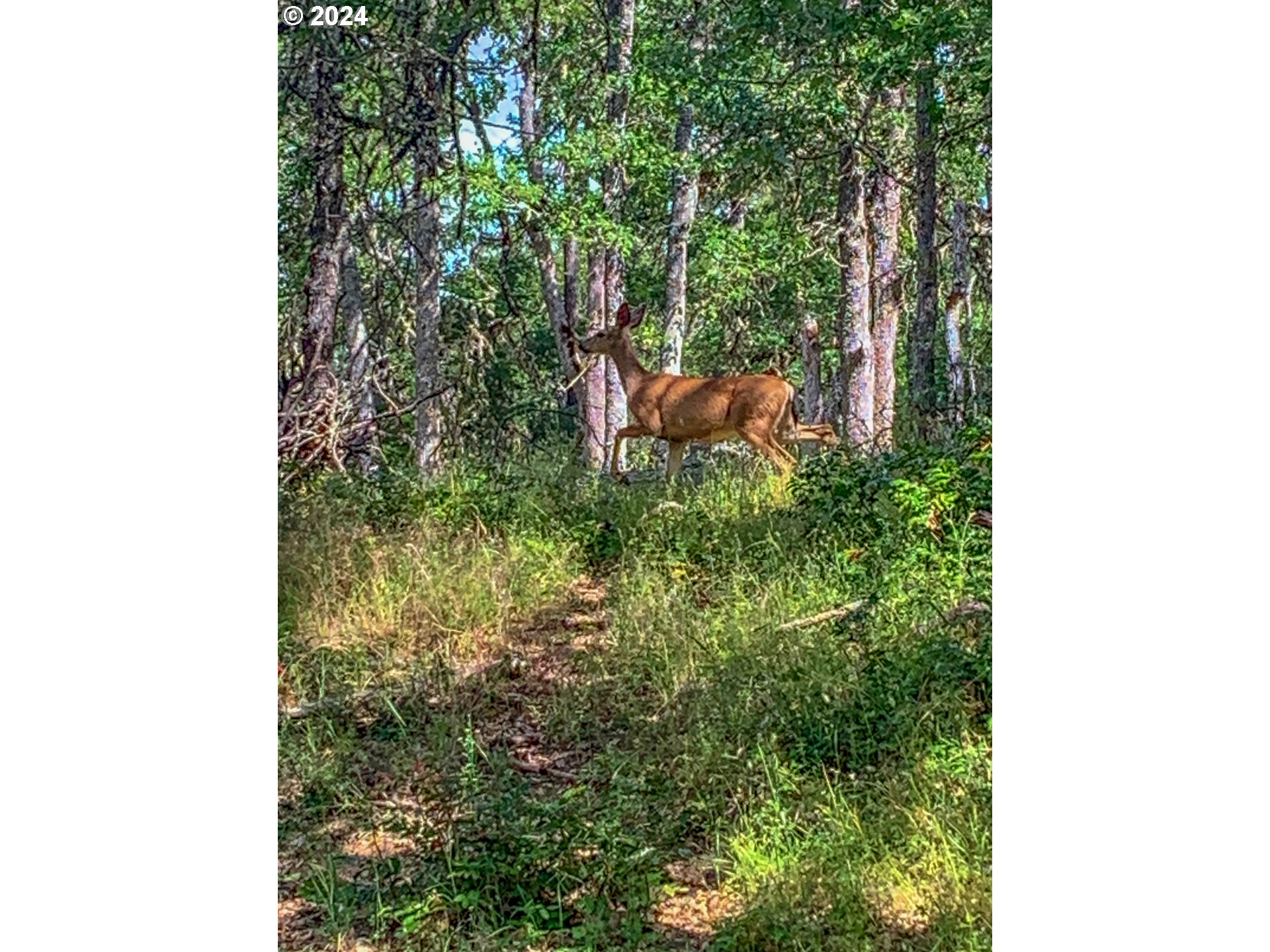 2058 State Road Mosier, OR 97040 - Photo 36 of 40