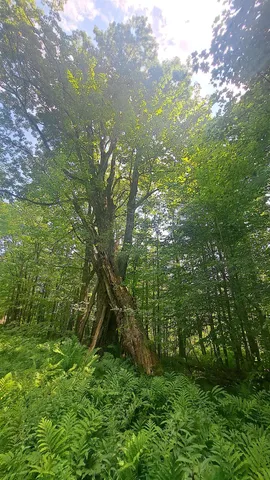 $35,000 | 44 Antler Loop, Unit 10, West Dover, VT 05356