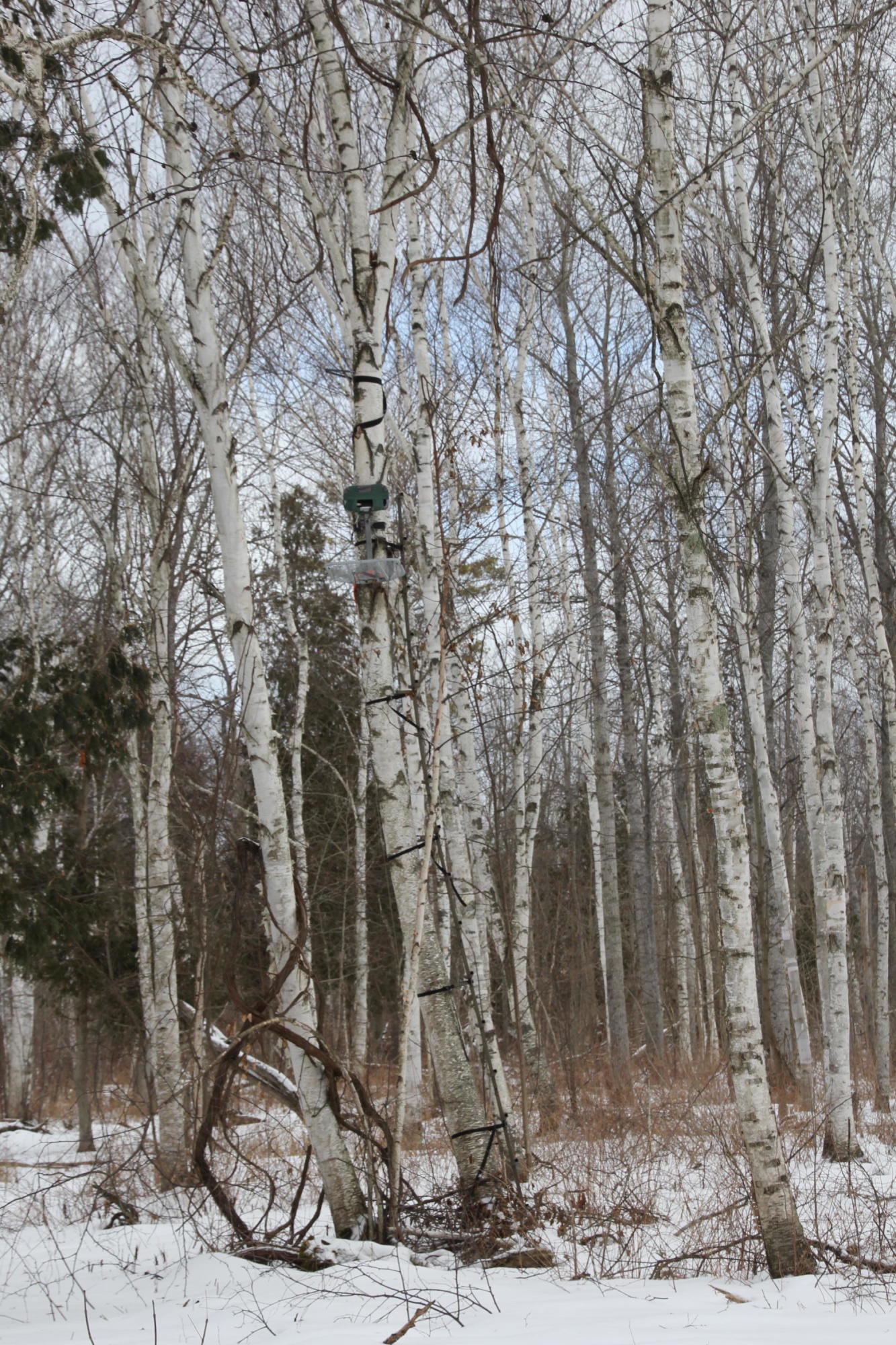40-acres Tolan Road Spruce, MI 48762 - Photo 39 of 95 Gallery Image 39