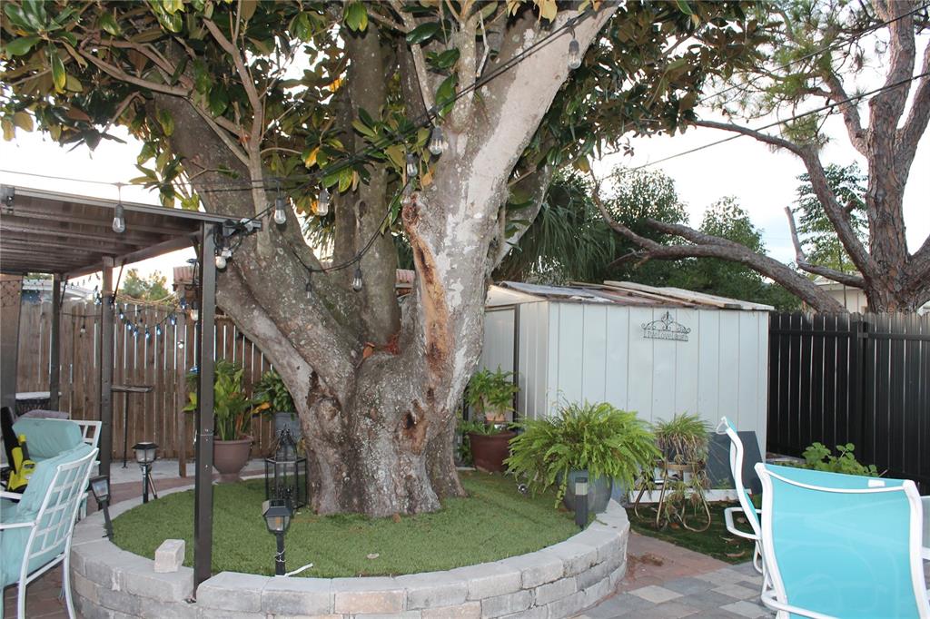 7423 Star Dust Drive Port Richey, FL 34668 - Photo 23 of 23 a view of a backyard with a tree