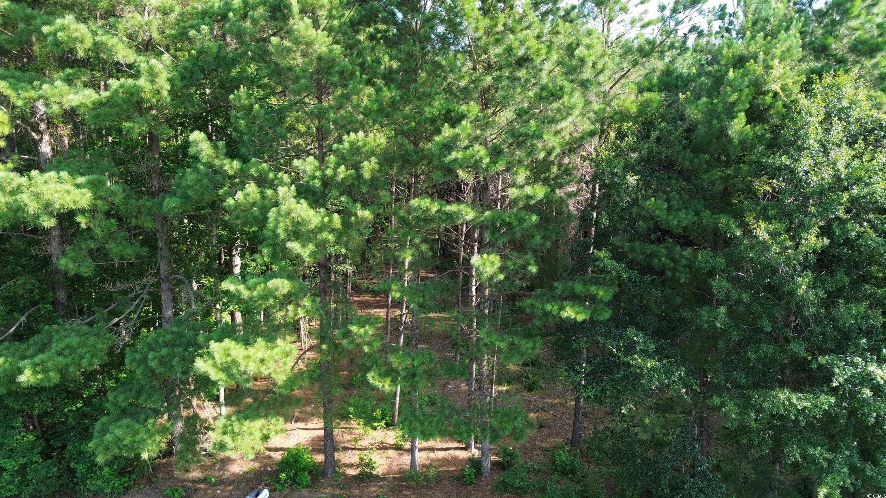 762 Highway 762 Loris, SC 29569 - Photo 3 of 4