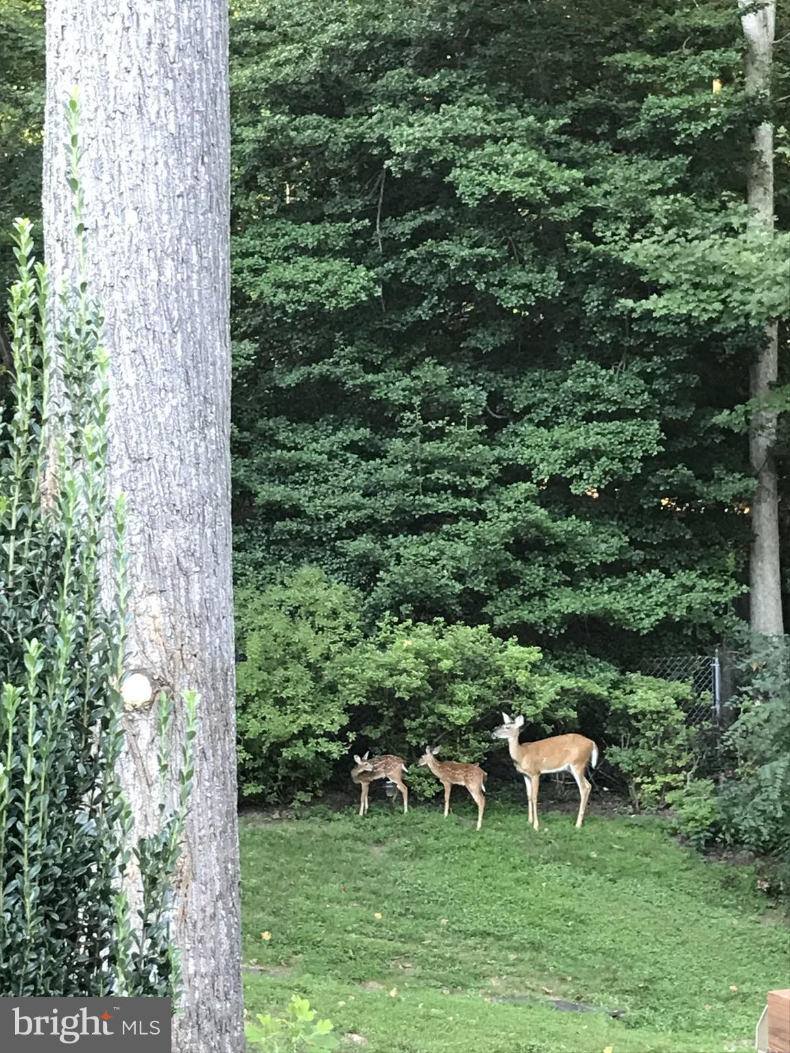 9020 Hamilton Drive Fairfax, VA 22031 - Photo 65 of 73