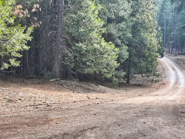 a view of a yard with trees