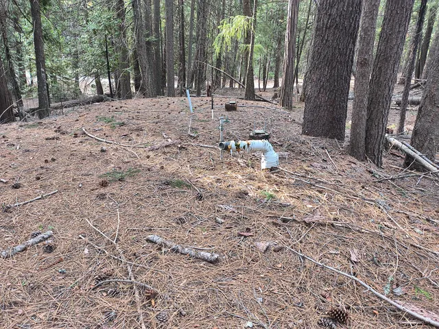 a view of a yard with a tree