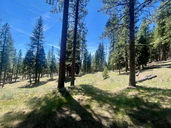 a view of a yard with trees