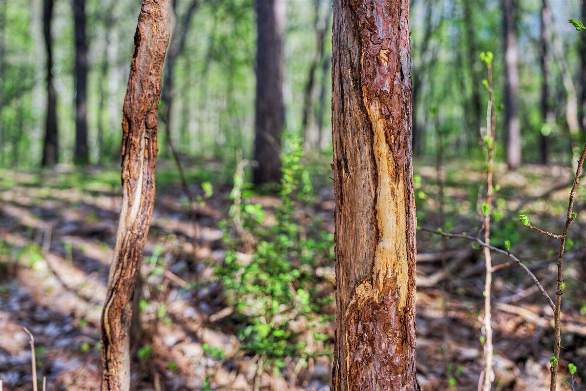 N2487 Nuttleman Road Barre, WI 54601 - Photo 65 of 91 Buck Rubs
