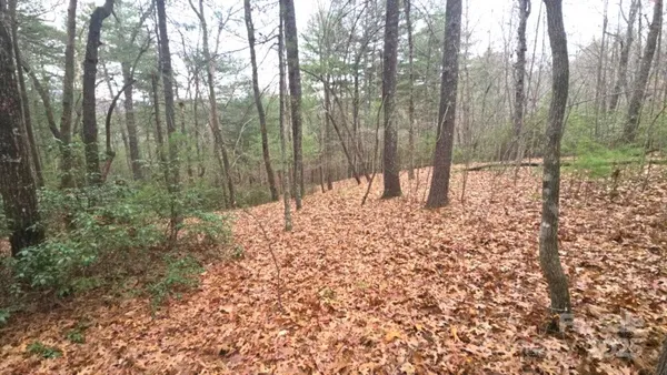 a view of a forest with trees in the background
