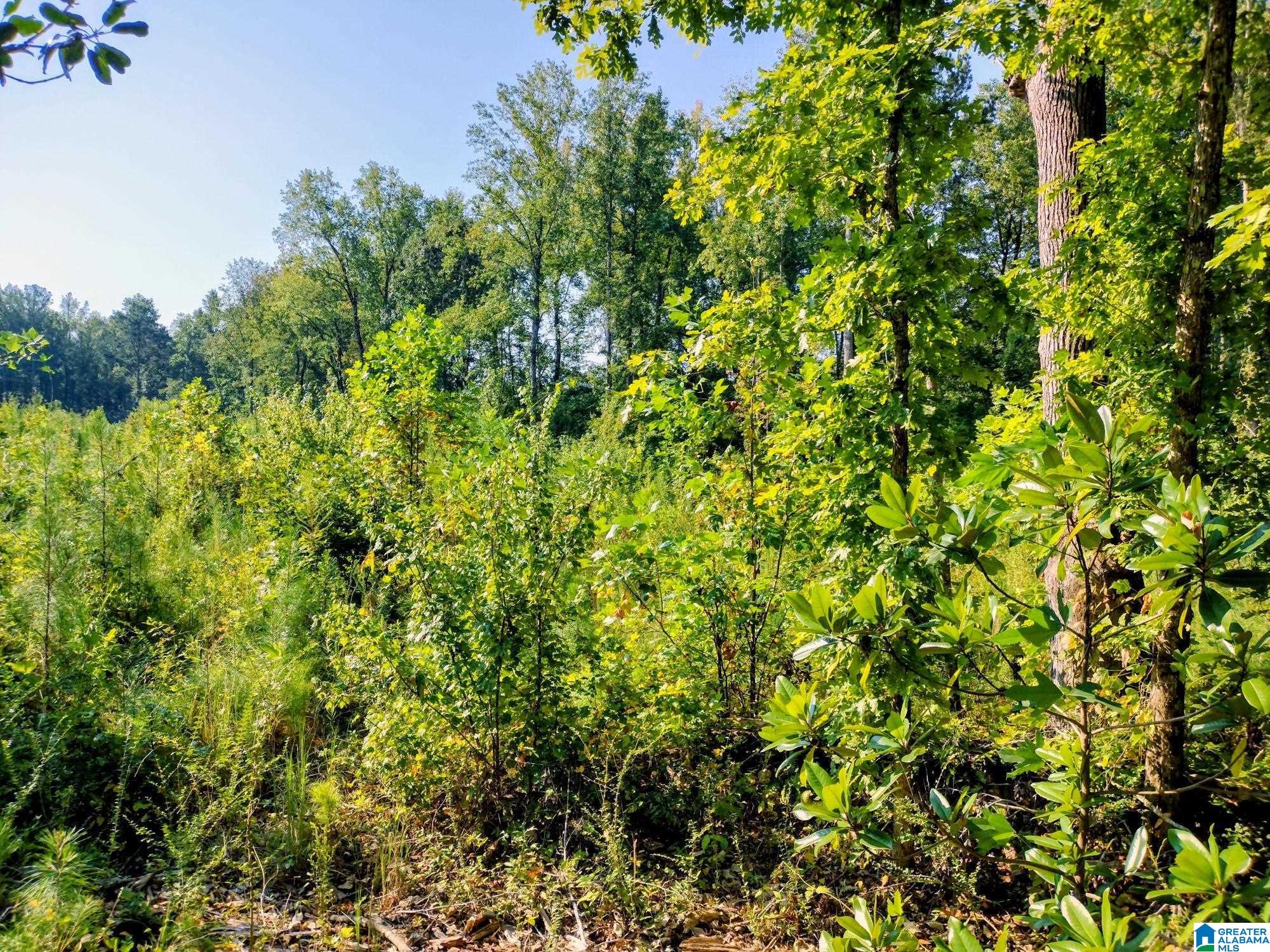 0 Fincher Road Roanoke, AL 36274 - Photo 4 of 9