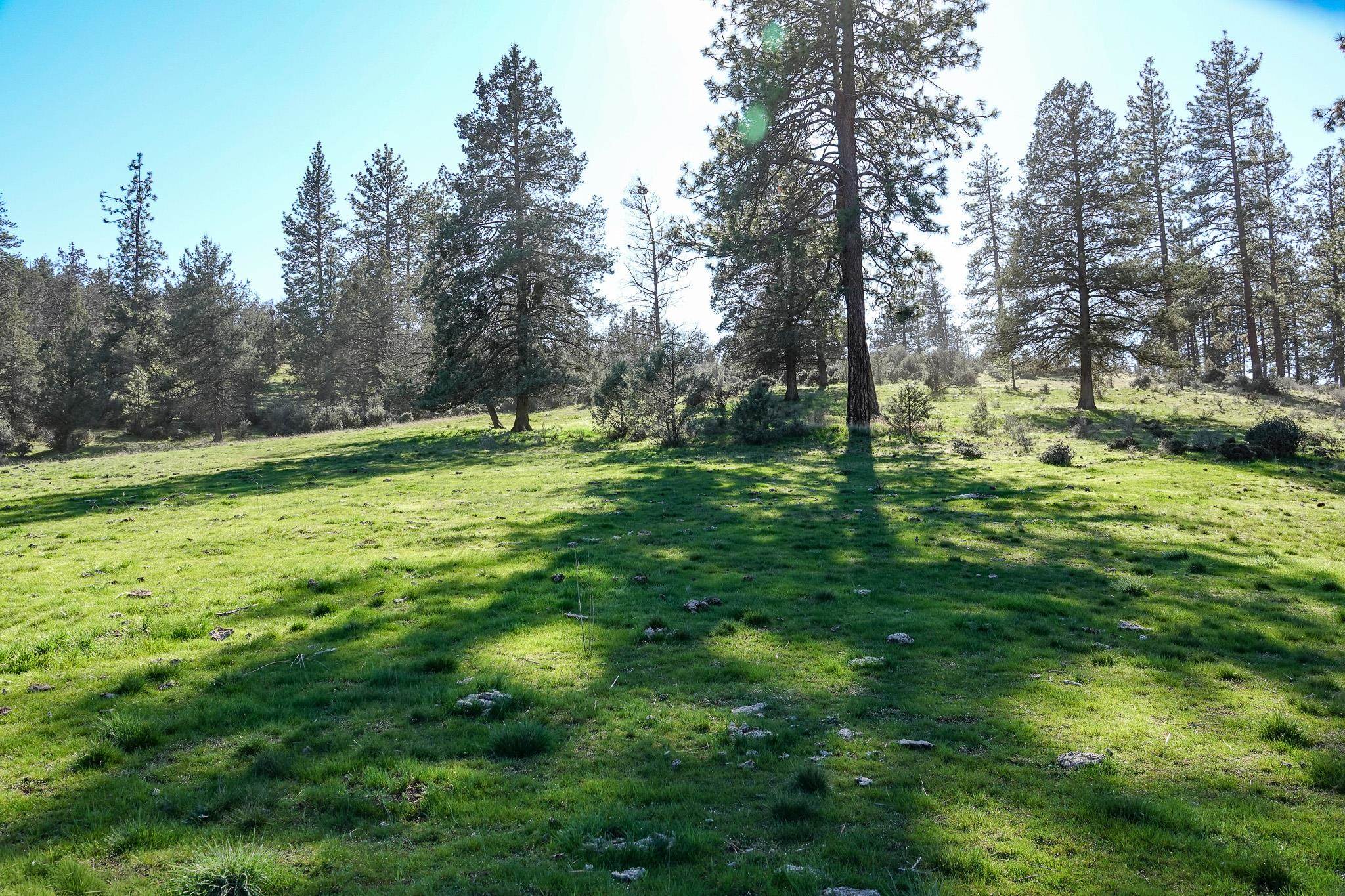 0 Scarface Road Fort Jones, CA 96032 - Photo 7 of 35 Gallery Image 7