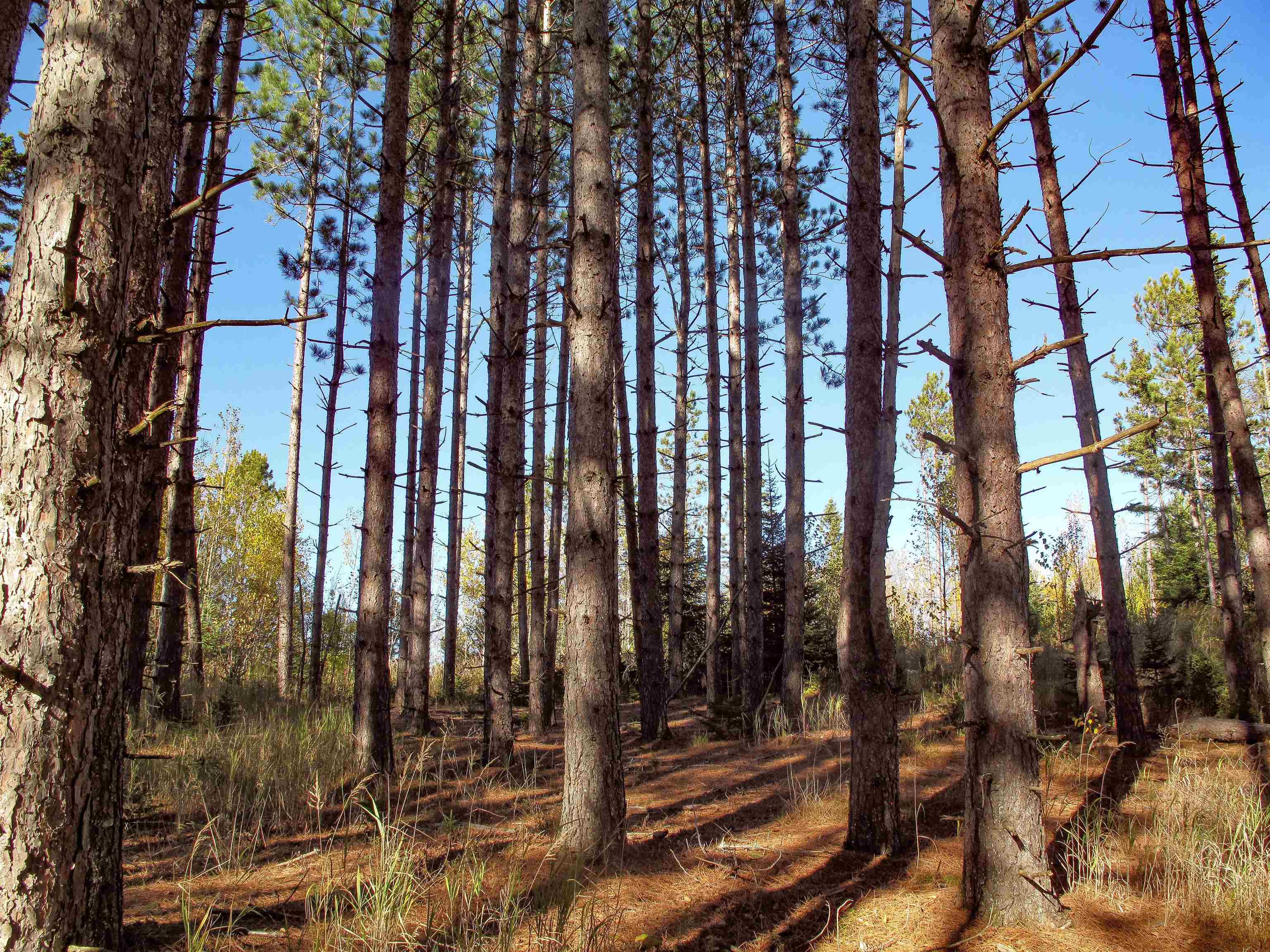 Abc Bally Creek Road Grand Marais, MN 55604 - Photo 12 of 72
