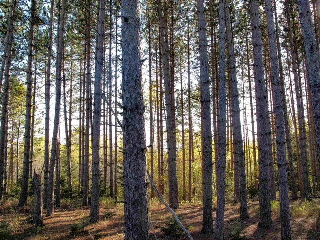 $1,200,000 | Abc Bally Creek Road, Grand Marais, MN 55604