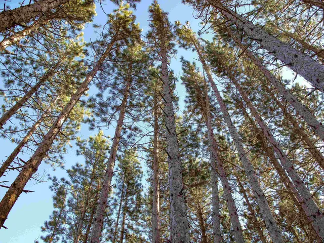 $1,200,000 | Abc Bally Creek Road, Grand Marais, MN 55604