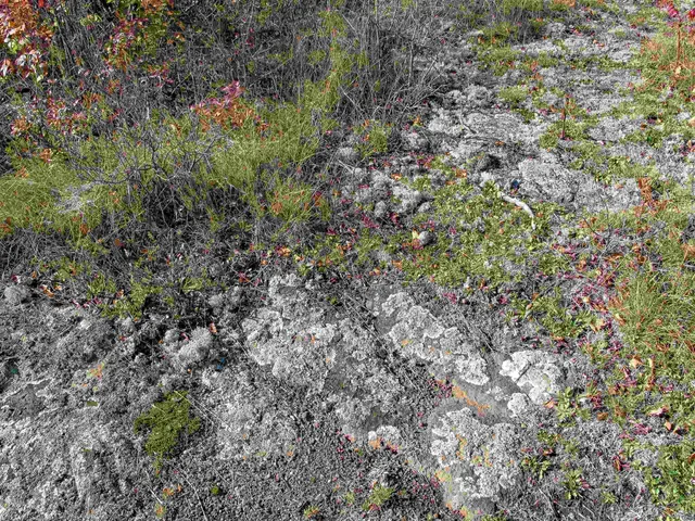 $1,200,000 | Abc Bally Creek Road, Grand Marais, MN 55604