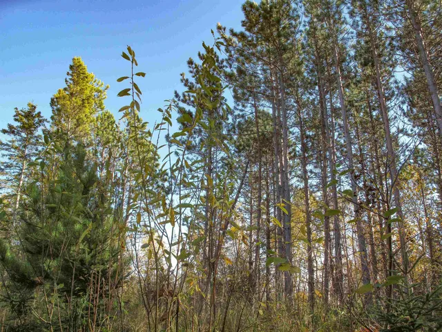 $1,200,000 | Abc Bally Creek Road, Grand Marais, MN 55604