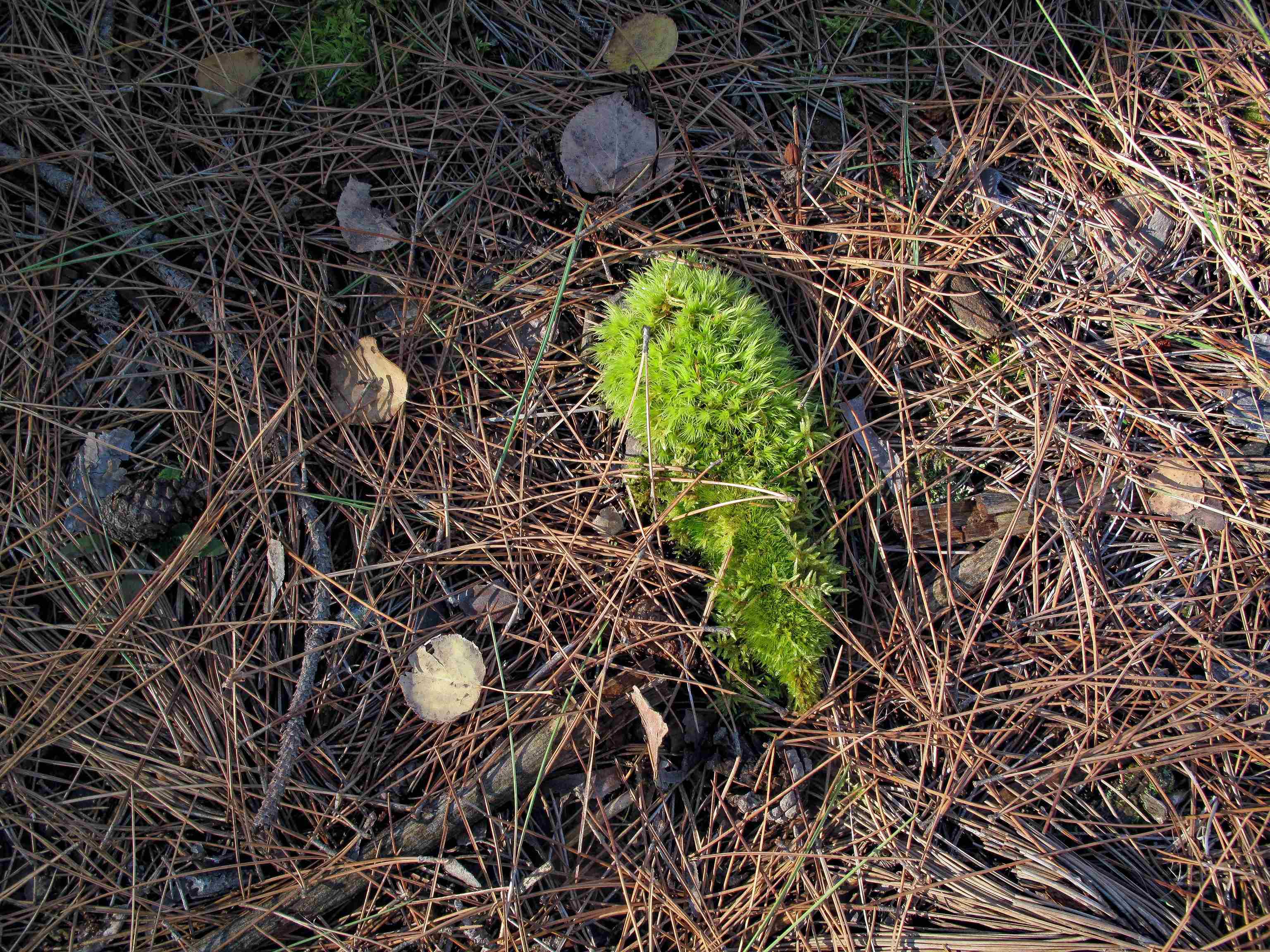 Abc Bally Creek Road Grand Marais, MN 55604 - Photo 58 of 72