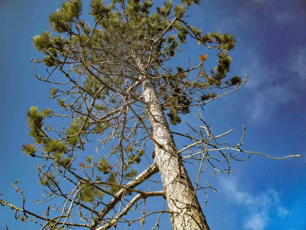 $1,200,000 | Abc Bally Creek Road, Grand Marais, MN 55604