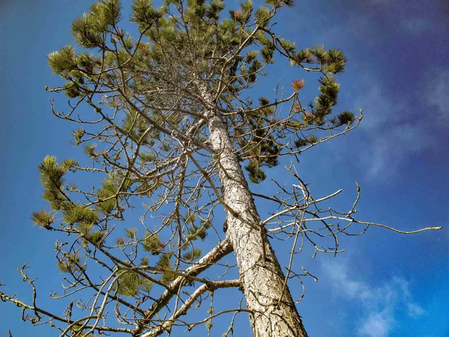 $1,200,000 | Abc Bally Creek Road, Grand Marais, MN 55604