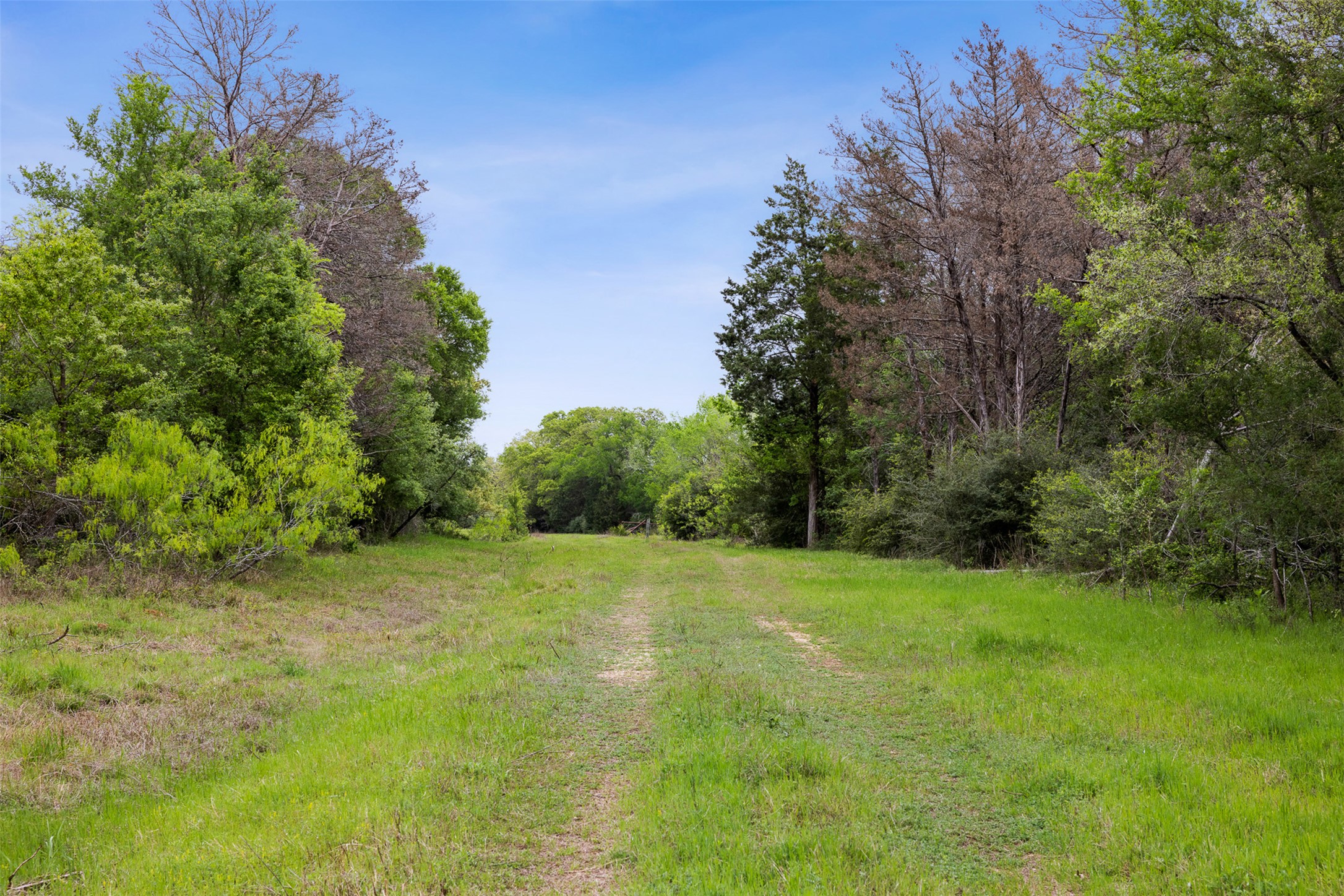 4822 Fm 1624 Road Lexington, TX 78947 - Photo 1 of 1 View of street featuring a view of trees