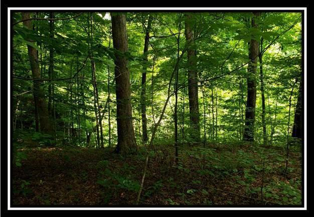 0 Pedigo Ridge Road, Unit TRACT 6) Nelsonville, OH 45764 - Photo 35 of 57 image035