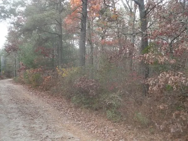 a view of a forest with trees in the background