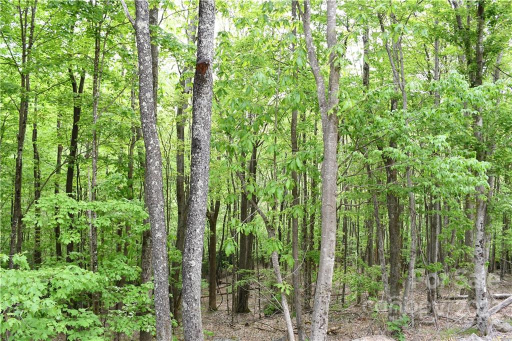 205 Locust Ridge Road, Unit C/480 Beech Mountain, NC 28604 - Photo 3 of 5