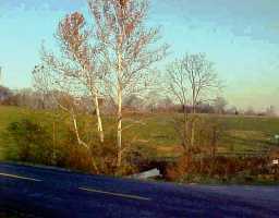 Primary Photo