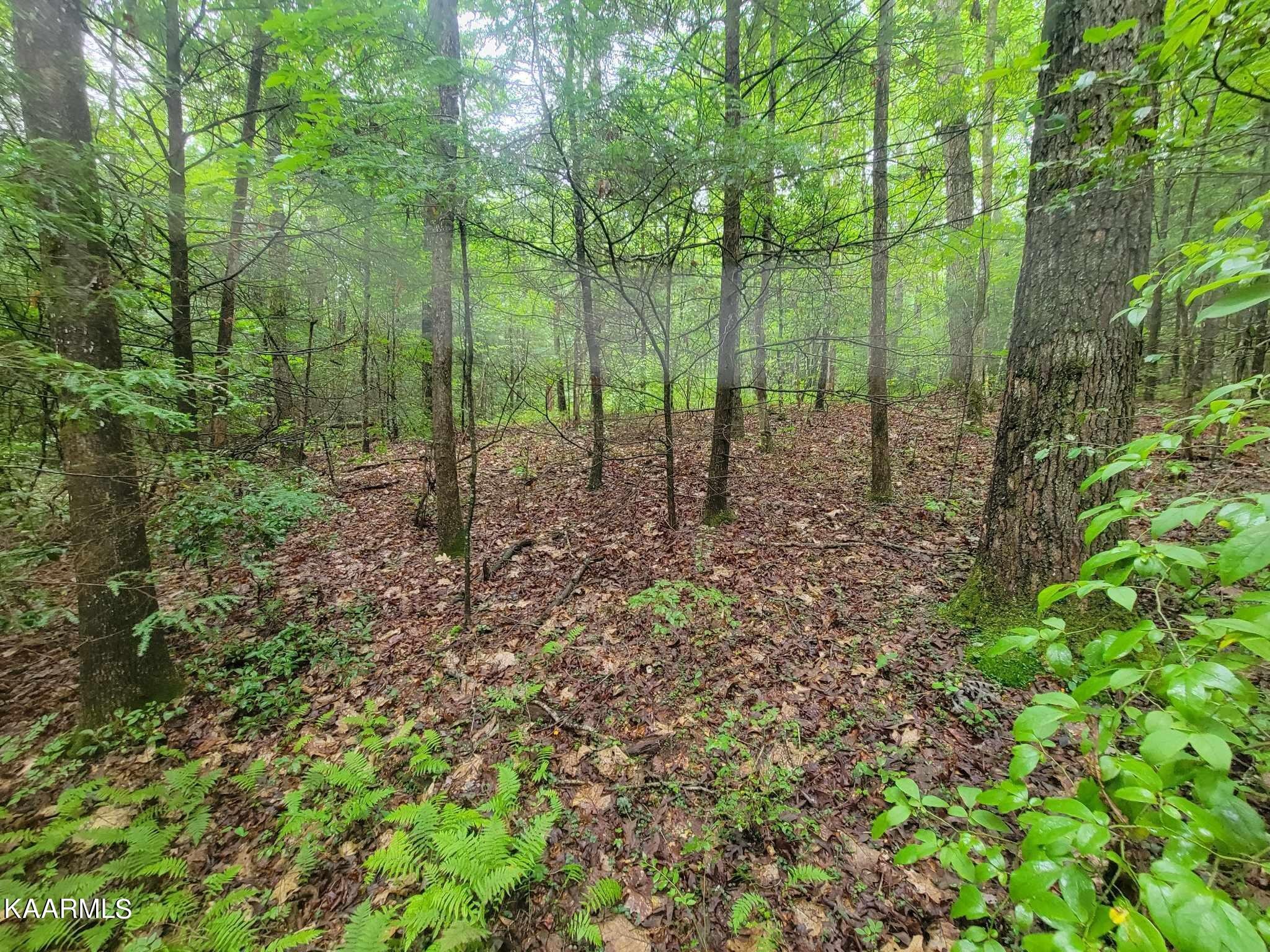 0 40 Model Farm Road Jamestown, TN 38556 - Photo 45 of 59