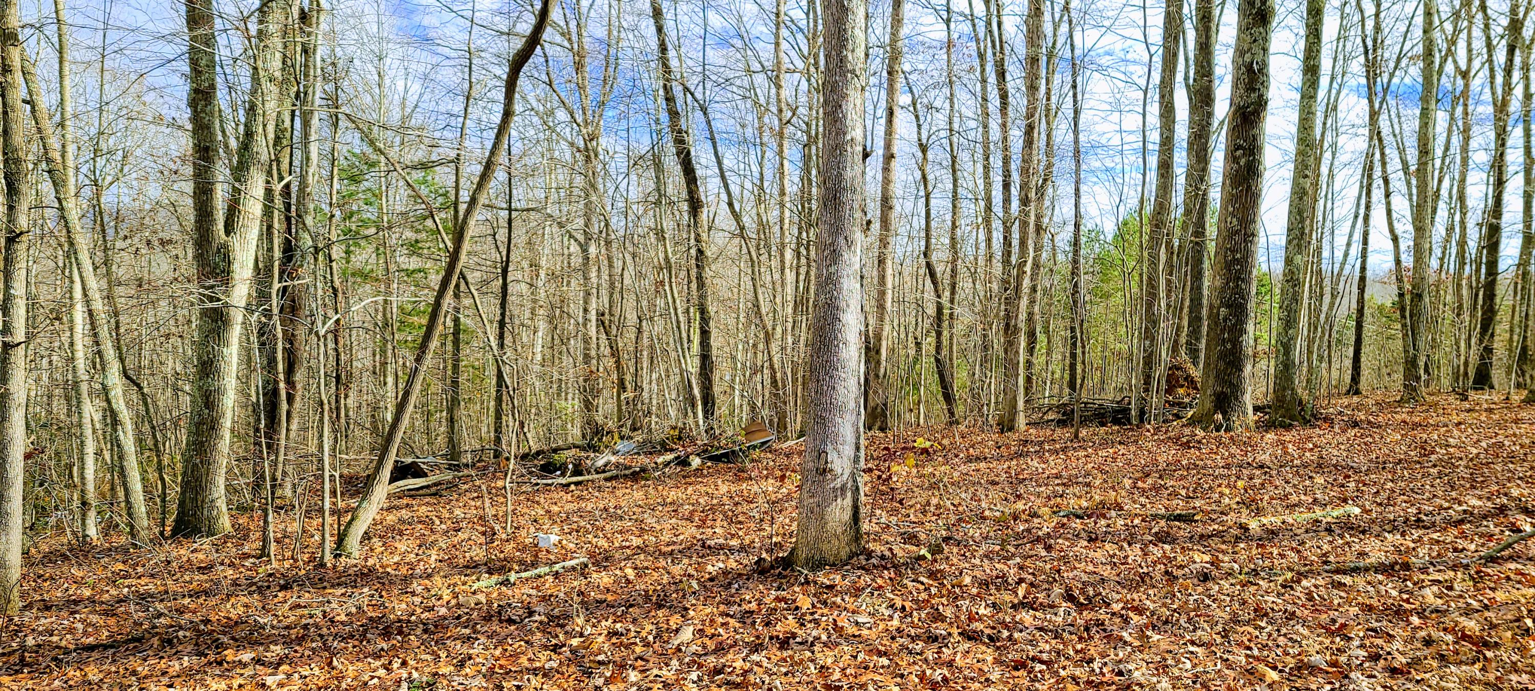 429 Pea Ridge Road Sunbright, TN 37872 - Photo 25 of 38 Yard
