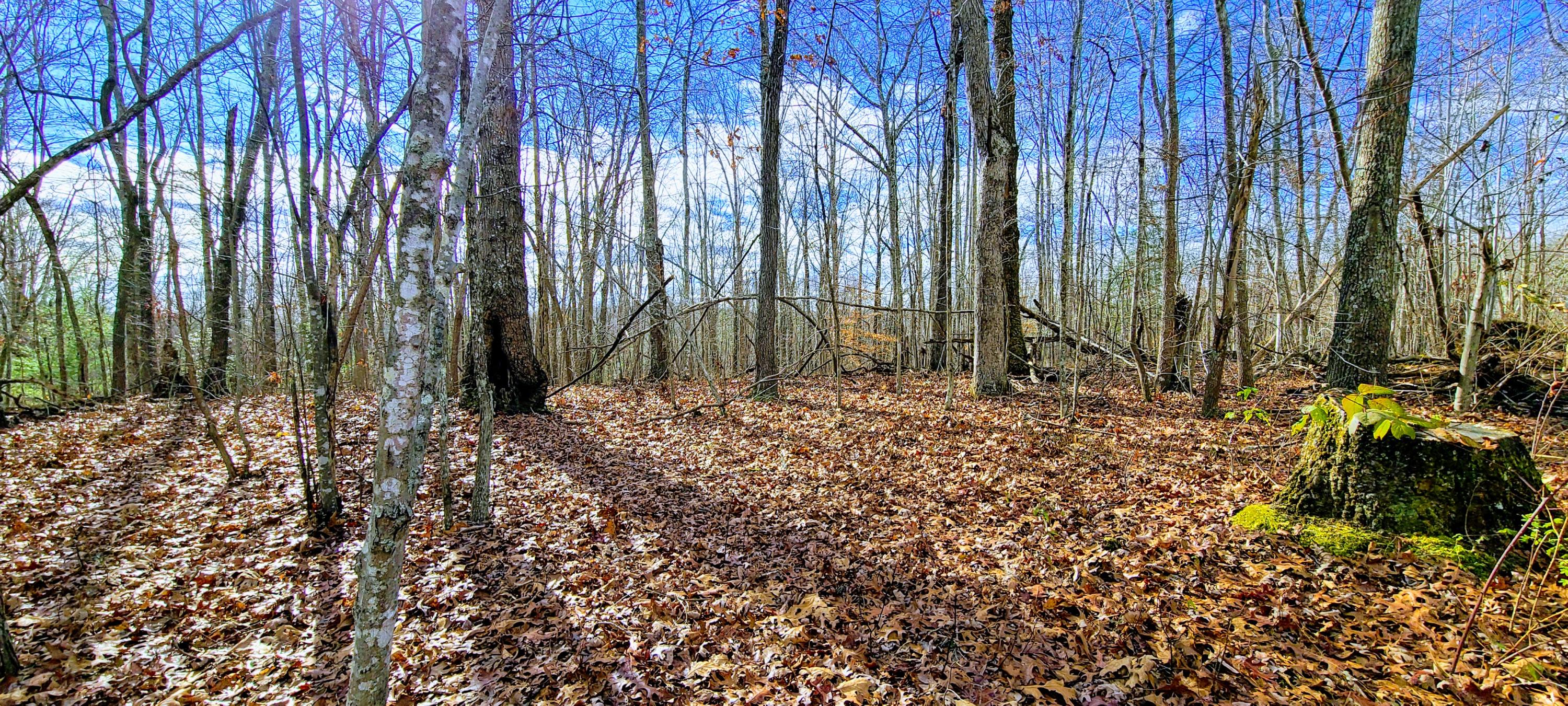 429 Pea Ridge Road Sunbright, TN 37872 - Photo 26 of 38 Yard
