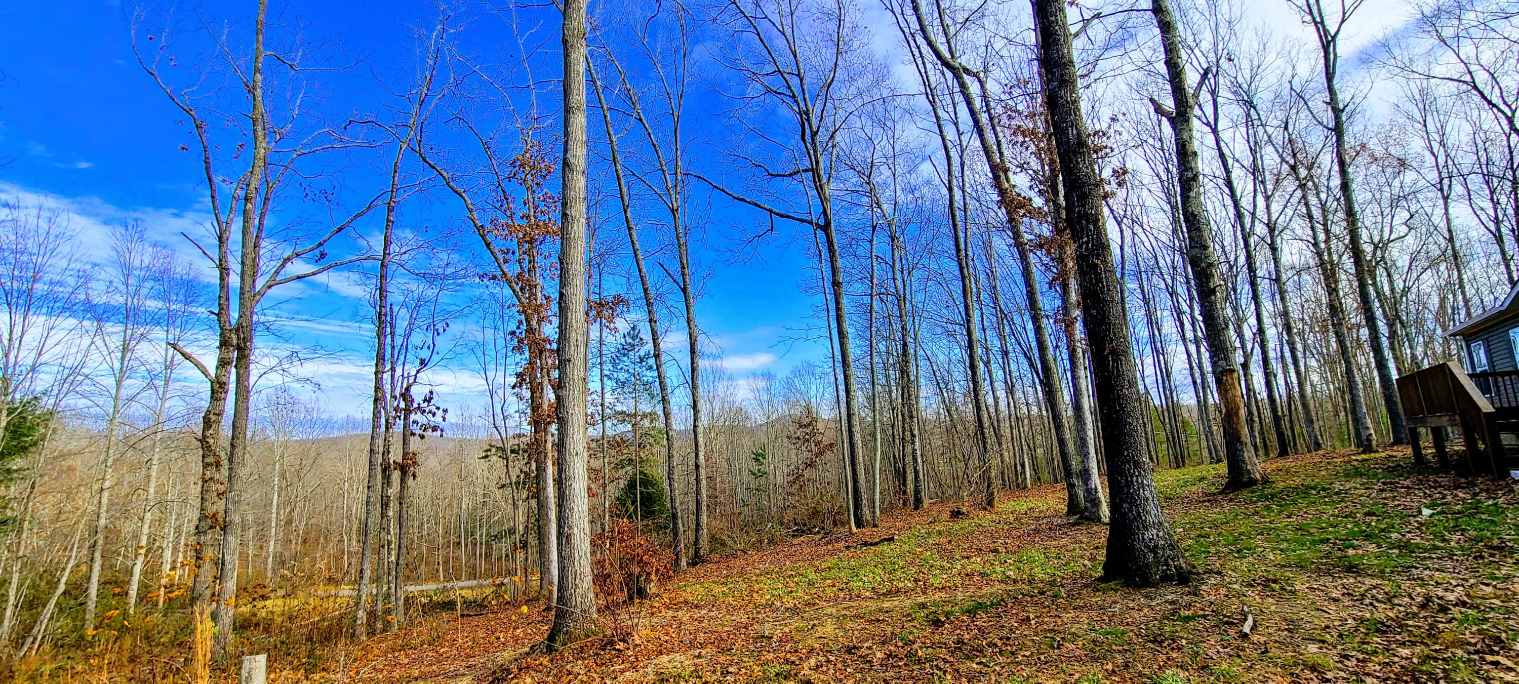 429 Pea Ridge Road Sunbright, TN 37872 - Photo 28 of 38 Yard