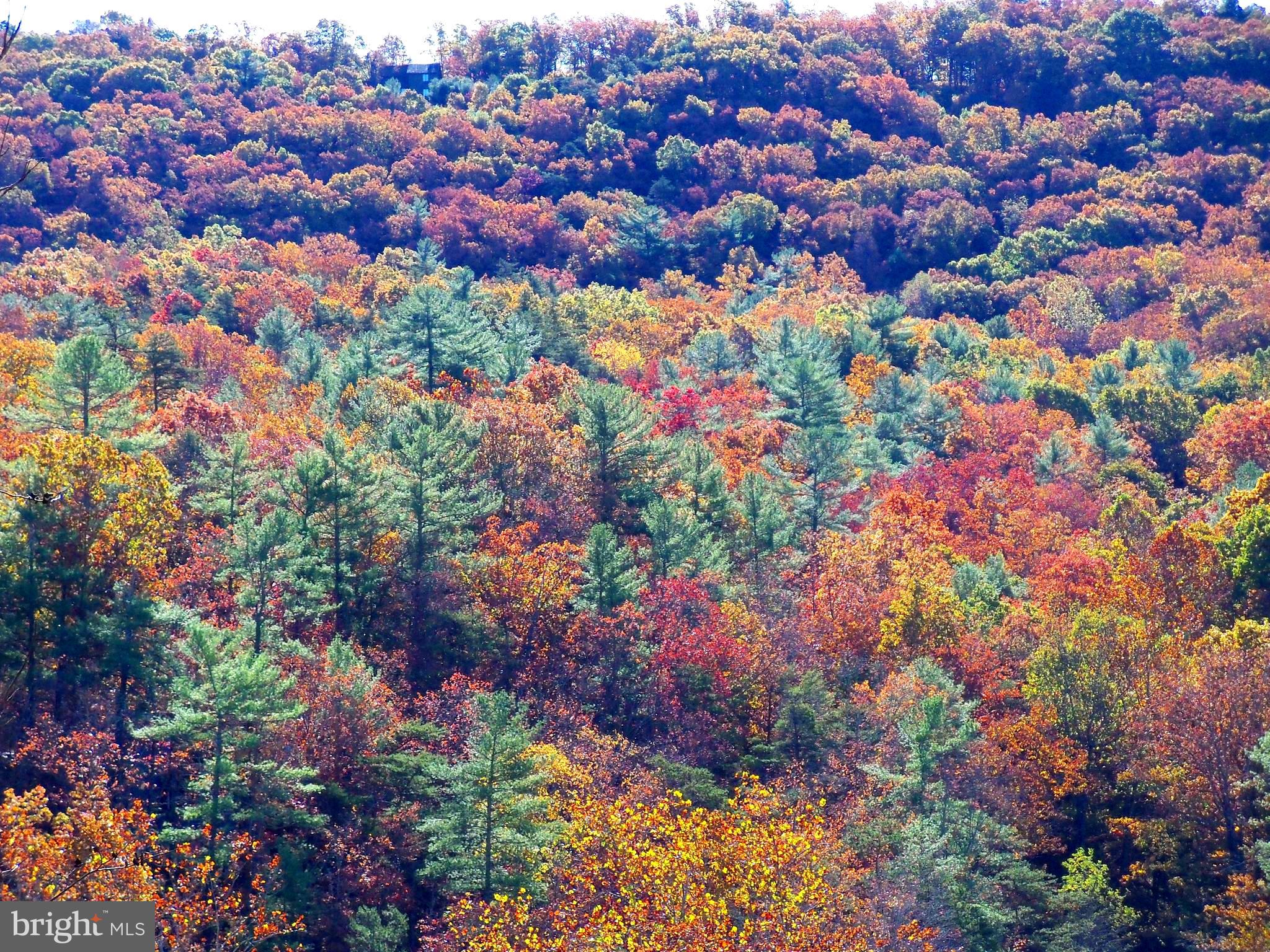 426 The Hill Road, Unit L30 Basye, VA 22810 - Photo 6 of 21 View