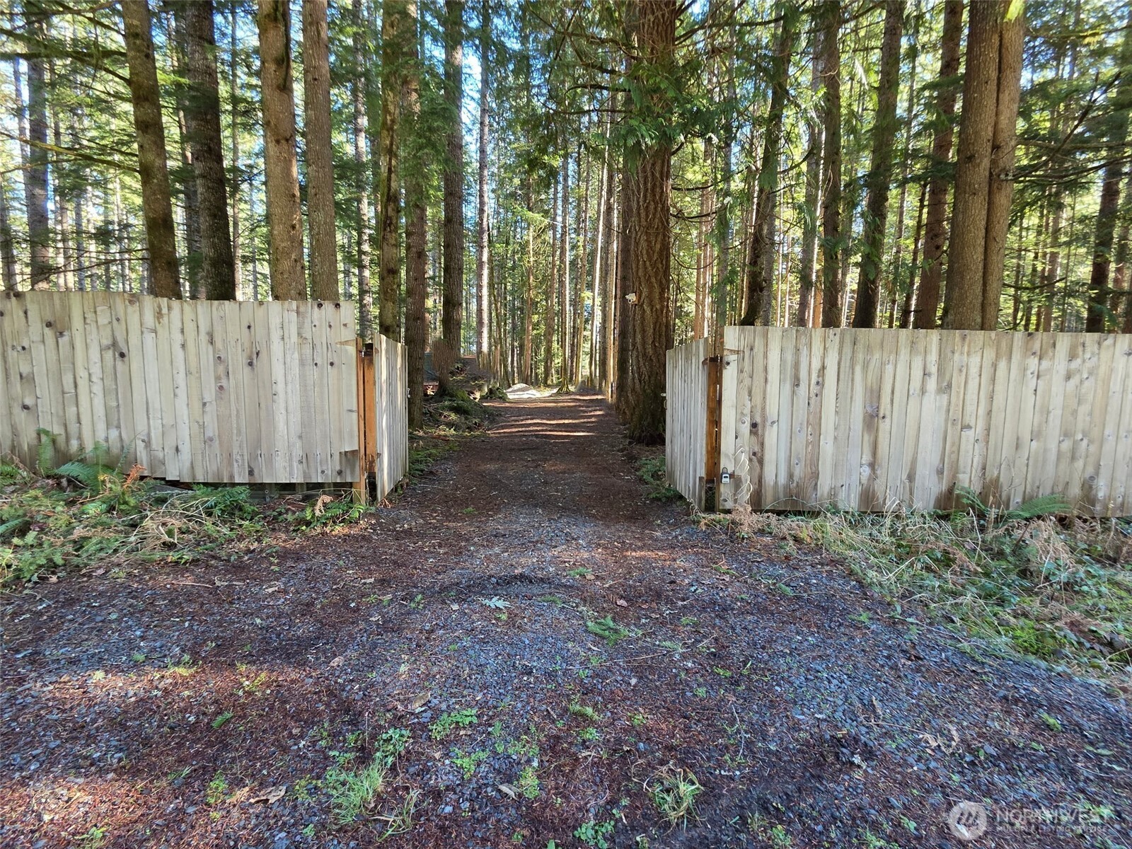 a view of a backyard with large trees and wooden fence